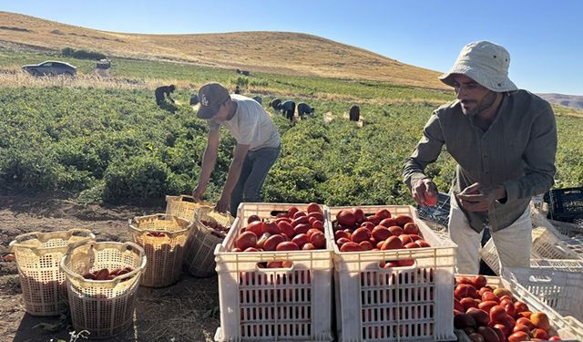 Elazığ'a misafir geldiler ve 4 yıl içinde 6 bin dönüm atıl araziyi tarıma kazandırdı