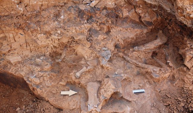 Denizli Tavas'ta bulunan fosil türü 27'ye ulaştı