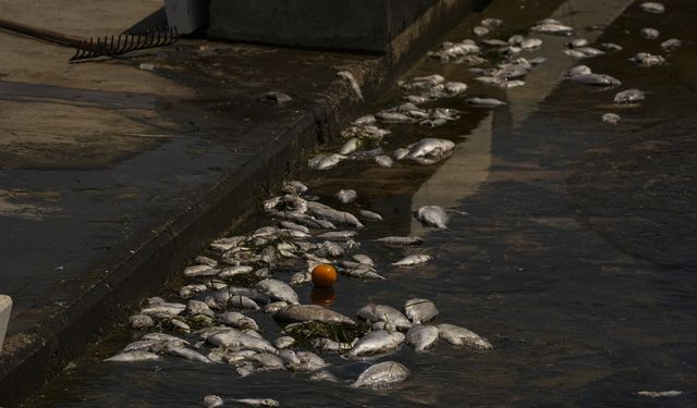 İzmir Körfezi'nde balık ölümleri tekrar başladı