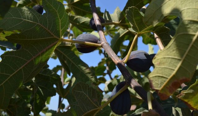 Türkiye'nin yeni kuru incir çeşidi "siyah orak"ta hasat sürüyor