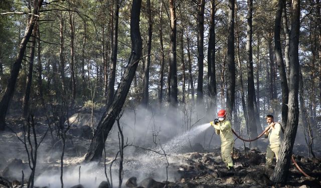 İzmir ve Manisa'daki orman yangınları geçen yıla göre ciddi anlamda düştü