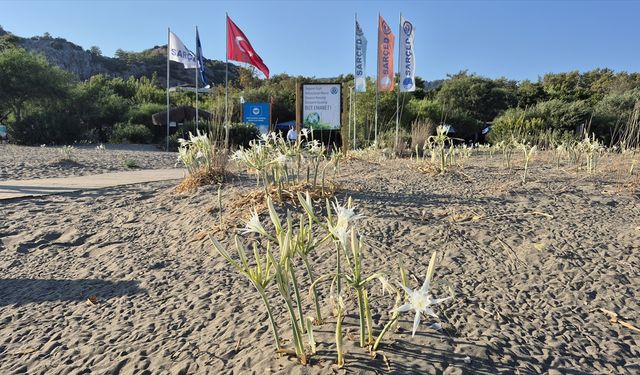 Ortaca Sarıgerme sahili kum zambaklarıyla beyaza büründü