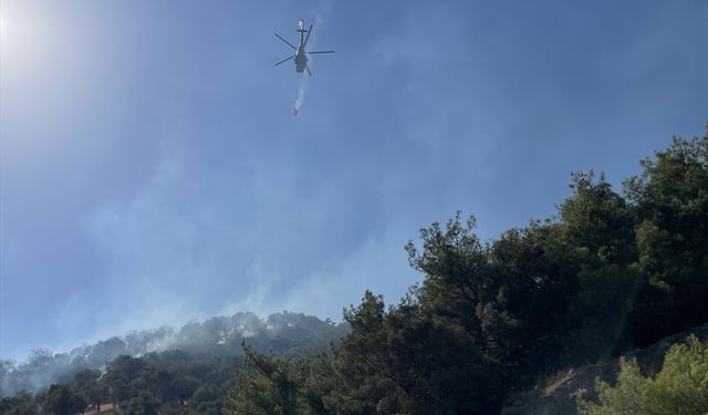 Aydın'da zeytinlik alanda çıkan yangın kontrol altına alındı