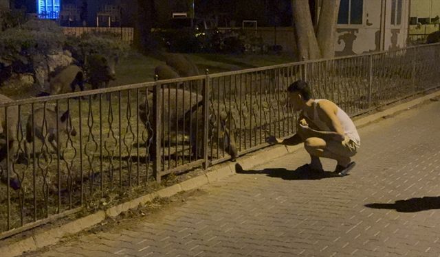 Marmaris'te yaban domuzları kent merkezine indi!