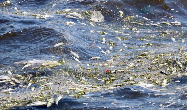 İzmir'de balıklar ölmeye devam ediyor