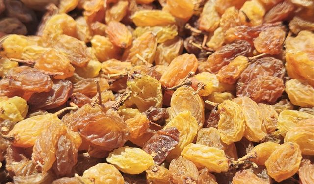 Salihli'de ihraç edilen kuru üzümü en çok İngilizler alıyor