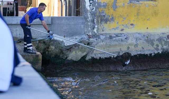 İzmir'de balık ölümleri sürüyor