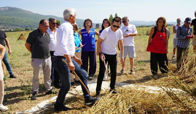 Ula'da tescillenen Gökova susamı hasat ediliyor