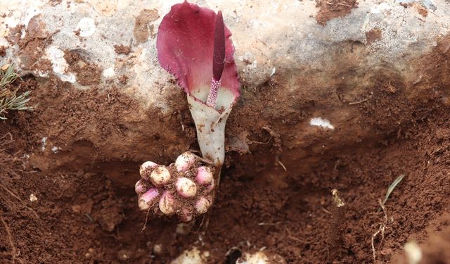 Mantar toplarken yeni bitki türü keşfetti!