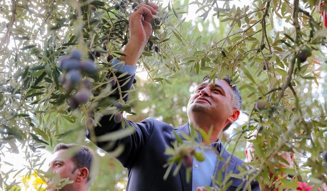 İzmir'de zeytin hasat şenliği düzenlendi