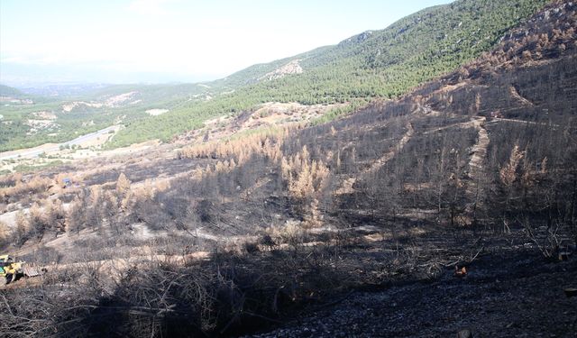Denizli ve Uşak'ta 20 yılda 306 milyon fidan dikildi!