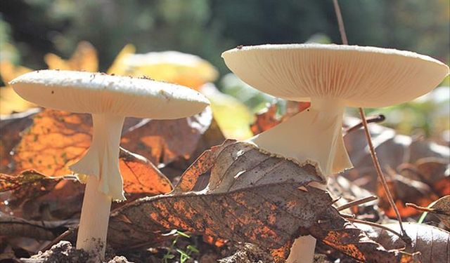 Aydın'da mantar can aldı! Koca öldü, karısı hastaneye kaldırıldı!