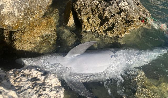 İzmir'de yunus balığı karaya vurdu