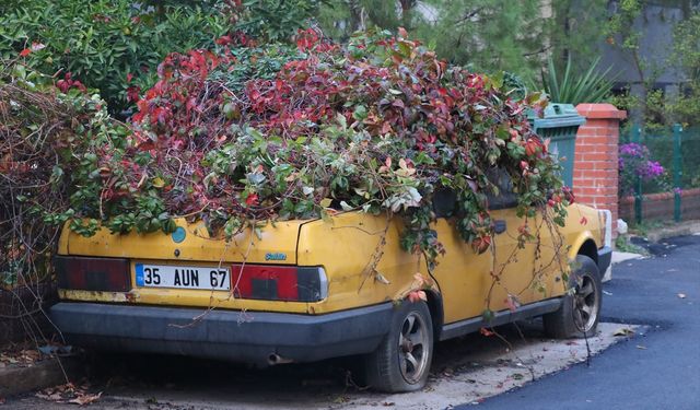 İzmir'de 8 yıldır aynı yerde duran otomobili doğayla birleşti