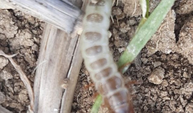 Bu böcekler Uşak'ın ekonomisini yiyip bitirebilir!