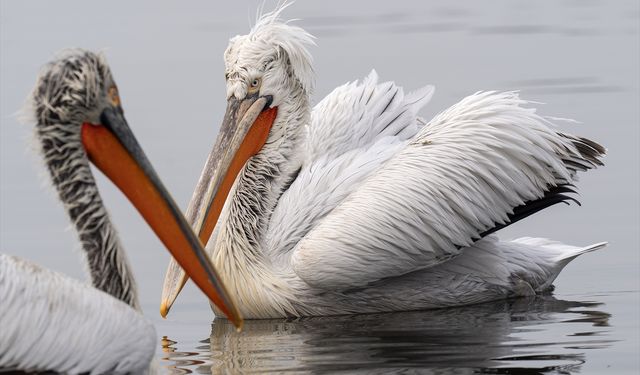 Gediz'in Ege Bölgesi'ndeki güzellikleri Bostanlı'ya kadar uzanıyor