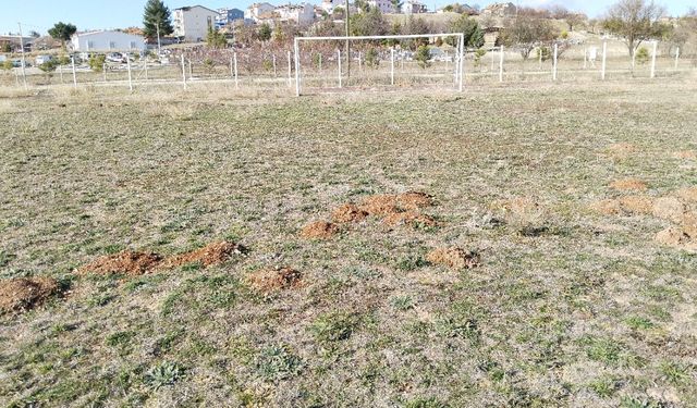 Uşak'taki futbol sahası, köstebeklerin yuvalandığı patates tarlasına dönüştü
