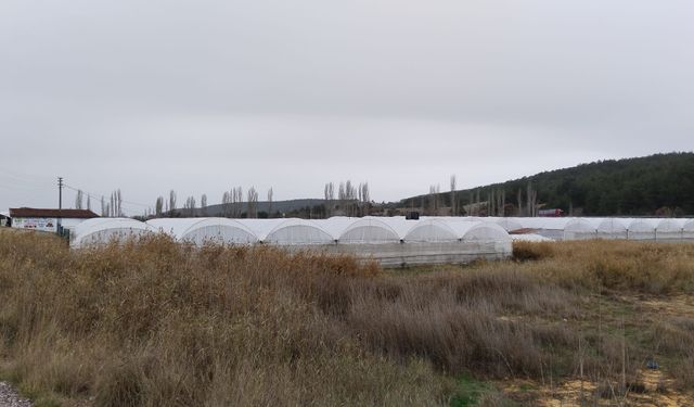 Uşak'ın Banaz ilçesi Hamamboğazı mevkiinde seracılık giderek yayılıyor