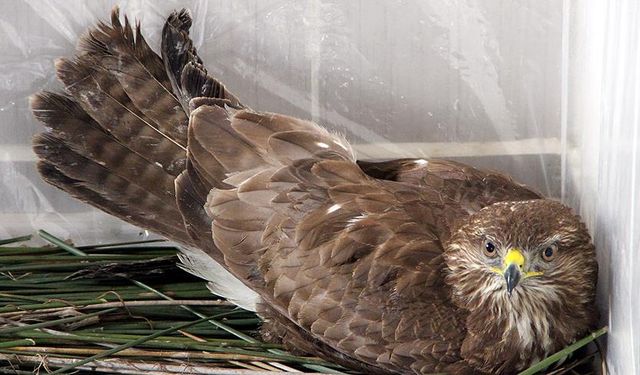 Denizli'de yaralı şahini koruma altına aldılar