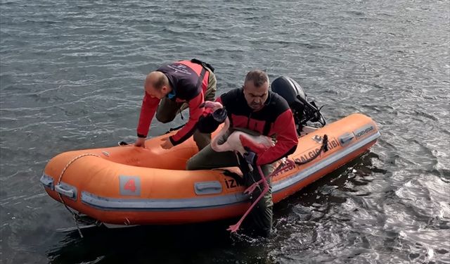 İzmir'de ayağına misina dolanan flamingo kurtarıldı