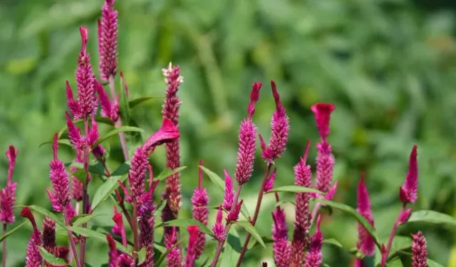 Horoz ibiği bitkisinin faydaları saymakla bitmiyor