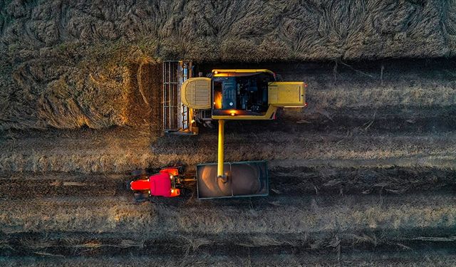 Son yağışlar buğdayda çiftçinin yüzünü güldürecek mi?