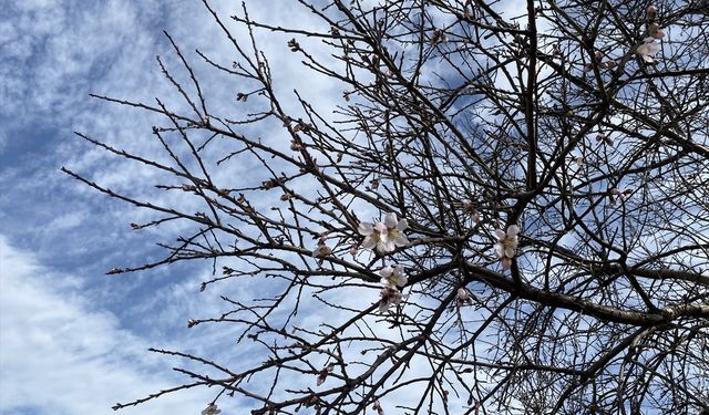 Eşme'nin Komşusu Alaşehir'de yalancı bahar!