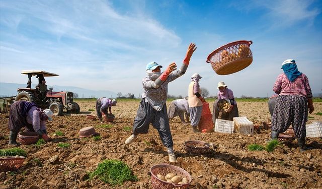 Ödemiş'teki patates tarlalarında hasat başlayınca fiyatlar yarıya kadar düştü!
