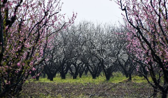 Uşak, Salihli ve Turgutlu'ya hayat veren Gediz'in çevresindeki ağaçlar çiçek açtı! Zirai dona dikkat!
