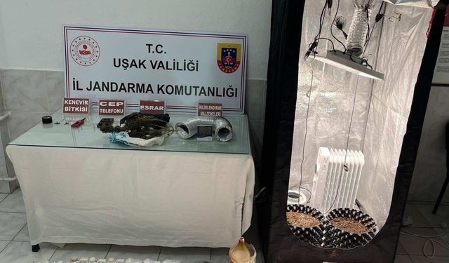 Uşak'ta iklimlendirme çadırında esrar yetiştirdiği öne sürülen baba ve oğluna operasyon