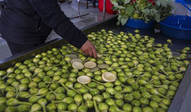 Son yağmurlar, Urla'daki enginar rekoltesini artırdı