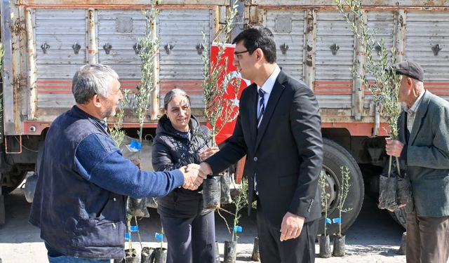Uşak Karakuyu köyünde zeytin üretimini destek için fidan dağıtıldı
