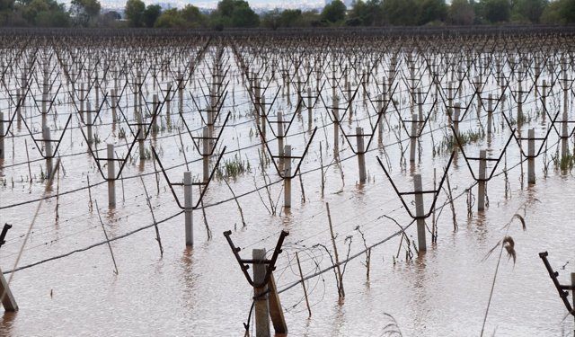 Gediz Nehri yine taştı, Ahmetler, Salihli ve Turgutlu'daki üzüm bağları sular altında kaldı