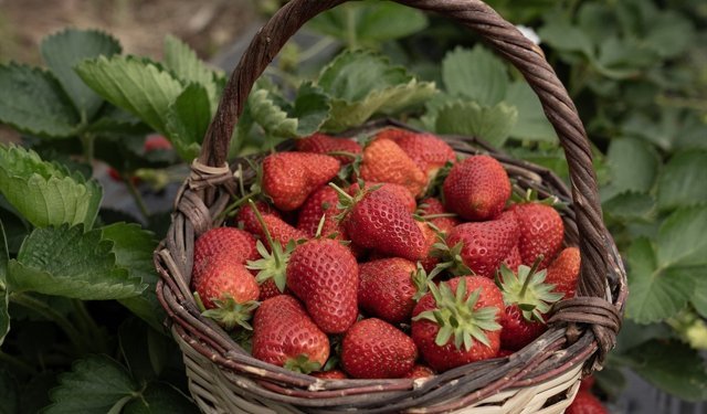 Bu yıl aşırı yağışlar Emiralem çileğinde verimi artırdı! Kilosu 100 liraya kadar geriledi!