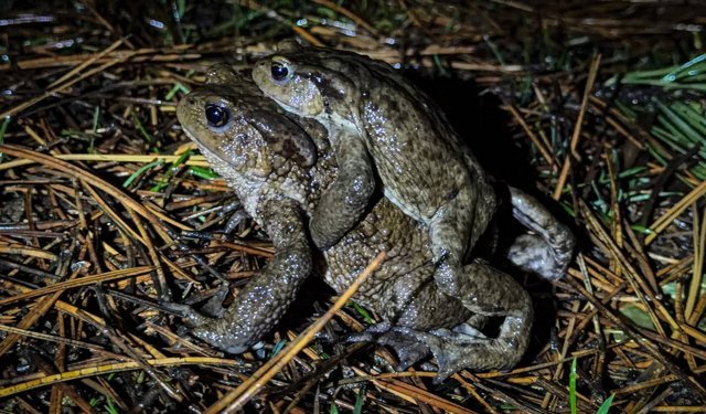 Domaniç'te 5 yıldır çiftleşmek için bir birini sırtta taşıyan kurbağalar