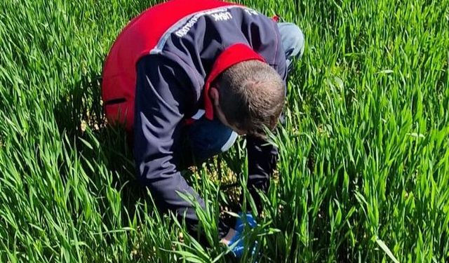 Uşaklı çiftçiler hububatta sıkça görülen ‘Sarı Pas’ hastalığı için uyarıldı