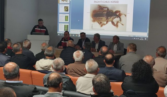 Uşak Ulubey’de ekili alanlara zarar veren Hububat Hortumlu Böceği mücadelesi anlatıldı