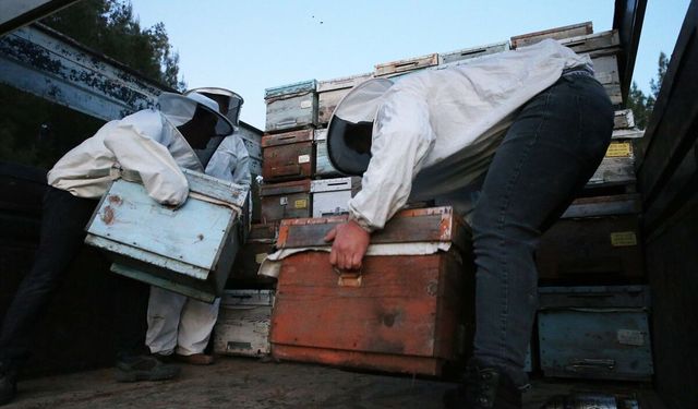 Gezgin arıcıların Muğla Menteşe’deki Kıran Bal Ormanı’ndan yaptığı yayla yolculuğu başladı