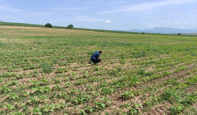 Uşak’ta nohut ve yağlık ayçiçeği tarımı yapılan tarlalarda hastalık kontrolü yapıldı