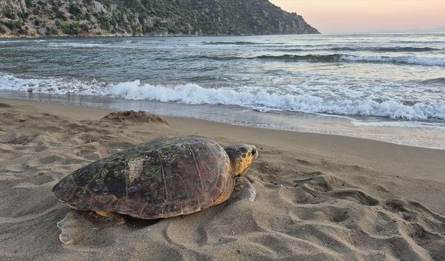 Ortaca İztuzu'nda ağzına olta iğnesi batan deniz kaplumbağası sağlığına kavuştu