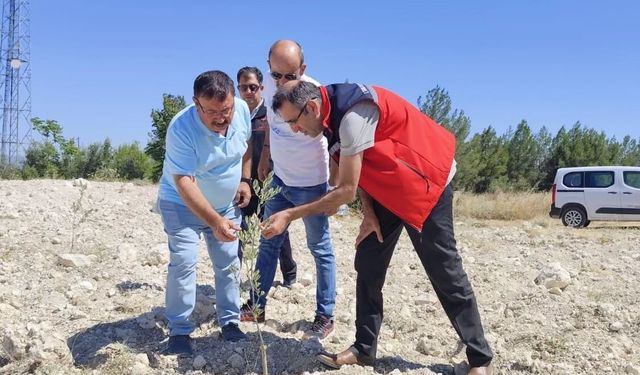 Uşak'ın ilçesi Ulubey'de, Gemlik Zeytini ve arıcılık faaliyetleri yerinde incelendi