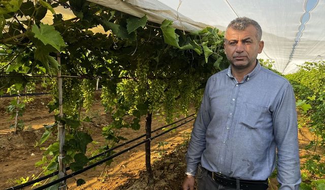 Uşak'ın komşusu Manisa Sarıgöl'deki üzümü sıcaktan ve yağmurdan koruma çalışması