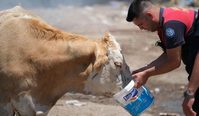 Orman yangını sahasına giren susamış ineklere kovalarla su içirdiler