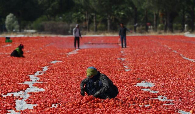 İzmir Torbalı'da domates kurutma mesaisi başladı