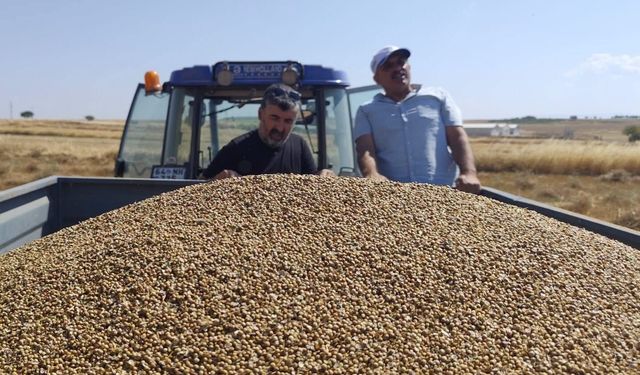 Uşak'ta kuraklığa meydan okuyan 'kişniş' bitkisinin hasadına başlandı