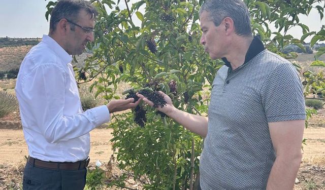 Uşak Eşme Dereköy'deki kuşburnu ve lavanta bahçeleri ekonomiye katkı sağlıyor!
