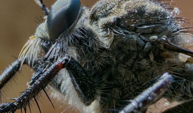 Hırsız ve avcı sinekler cep telefonunun makro çekimiyle görüntülendi