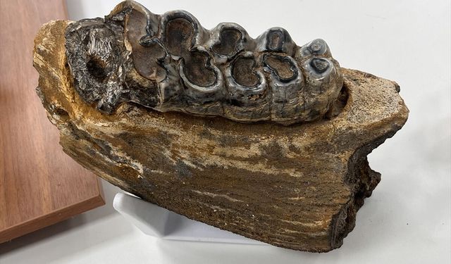 Muğla'da mamut dişinin de aralarında bulunduğu zooarkeolojik kalıntılarla veterinerlik eğitimi
