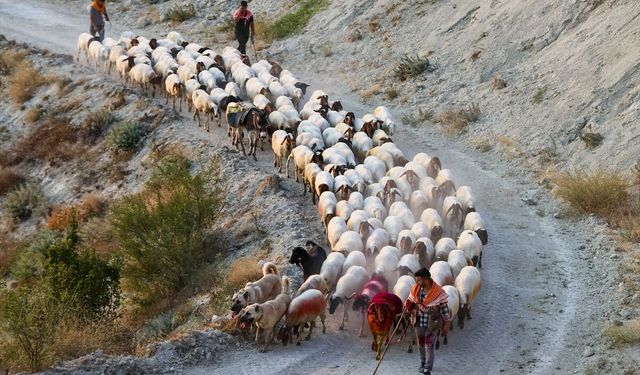 Çal’da 853 yıldır süren gelenek: Koyunları gelin ve damat gibi süslüyorlar
