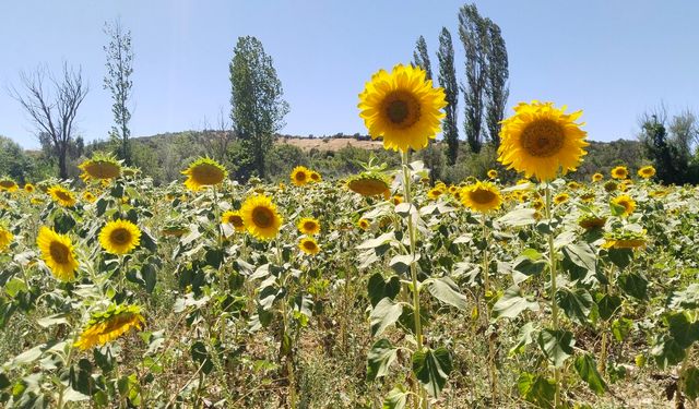 Uşak'ta artan ayçiçeği tarlaları, bir birinden güzel görüntüler ortaya çıkardı
